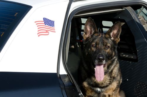 Police Dog Trapped in Hot Car for 20 Hours Dies