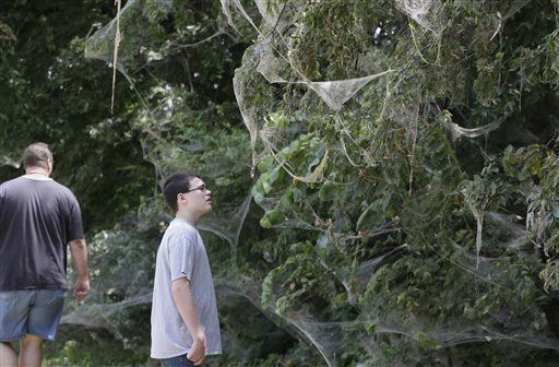 'Spooky' Quarter-Mile Spider Web Stuns Residents