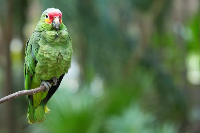 In Weird Case, a Parrot Gets Detained by Police