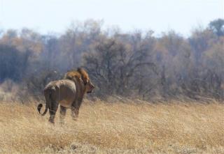 Safari Guide Killed by Lion in Cecil's Park