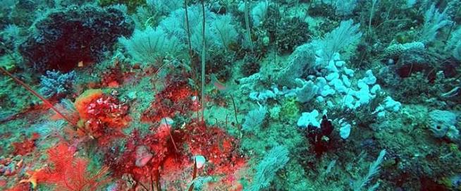 Scientists Discover Incredible Coral Reef
