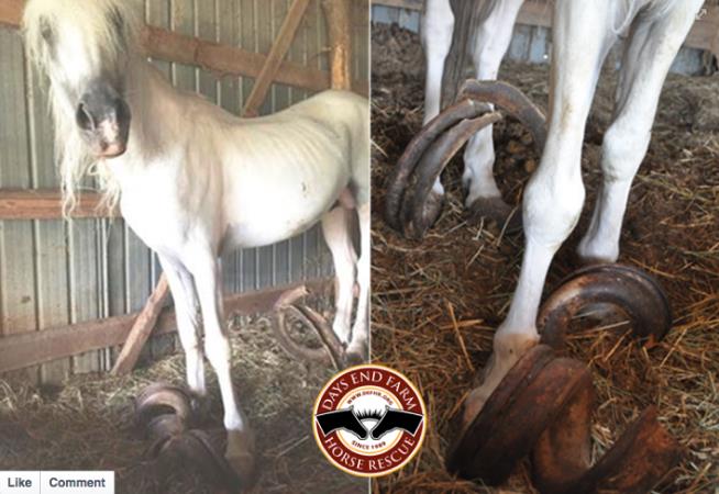 Neglected Horses' Hooves Were 3 Feet Long: Rescuers