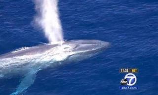 Blue Whale Tangled in Lines Eludes Calif. Rescuers