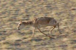 Something Just Killed 120K Endangered Antelopes