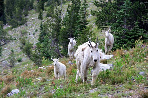 Aggressive Goats Get Idaho Trail Closed