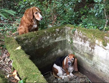 Dog's Loyalty to Trapped Friend Is Heartwarming