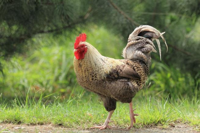 Uncle Killed Over Kidnapped Fighting Rooster