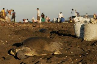 'Eco-Tourist Mob' Blocks Nesting Sea Turtles