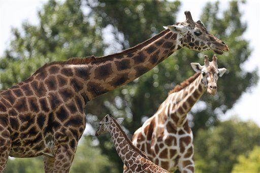 Scientists Finally Know What Sound a Giraffe Makes