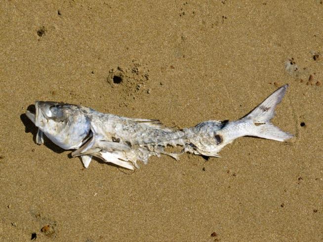 California Lake Goes Dry, Kills Thousands of Fish