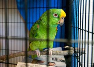 Chatty Parrots Land Owner in NJ Court