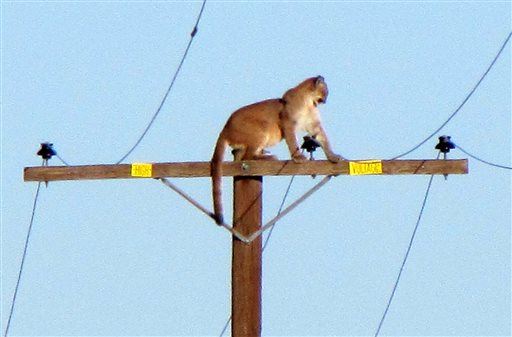 Crazy Sight: Mountain Lion Atop Utility Pole