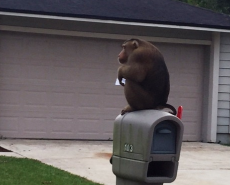 Cops Called Over Monkey Gobbling Up People's Mail
