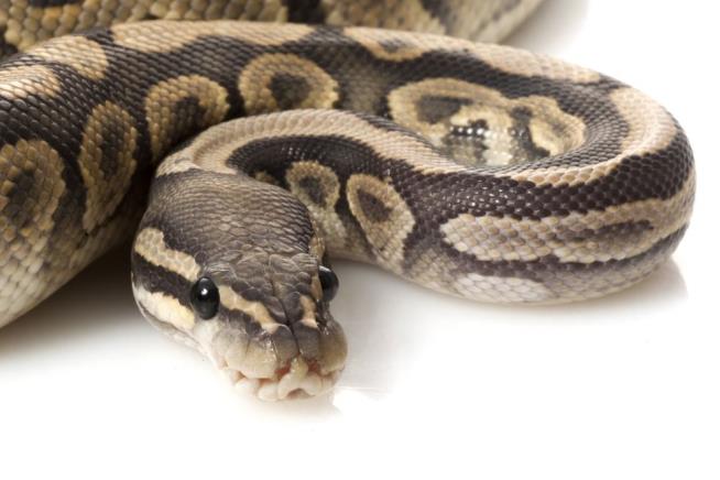 Cops Save Guy Being Crushed by 125-Pound Python