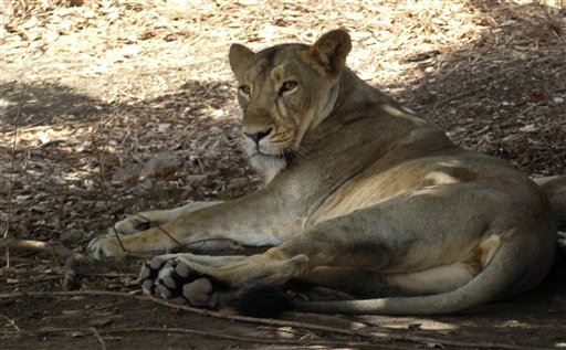 Zoo Has Decided to Dissect Lion in Public