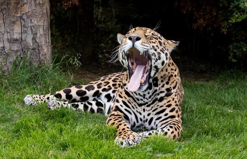 Jaguar Gets Sent Home for Being 'Too Fat' to Mate