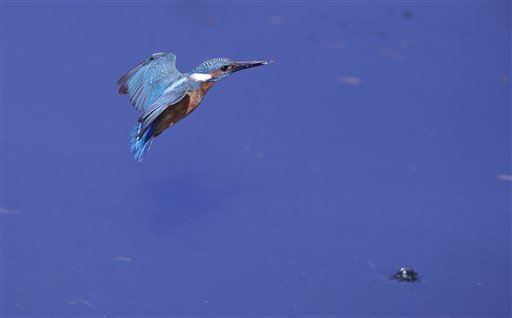Scientist Stumbles Onto Elusive Bird —Then Kills It