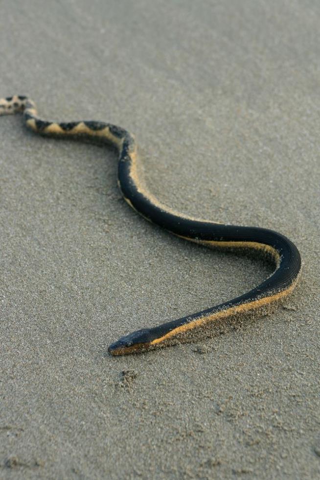Thanks, El Niño: Poisonous Sea Snake Spotted in California