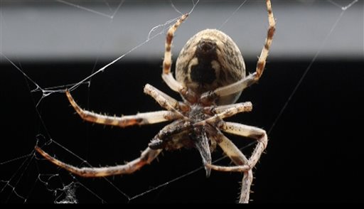 Thousands of Spiders Infest Ohio Bridge