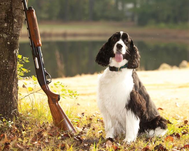 Since 2004, 10 Americans Have Gotten Shot ... by Dogs