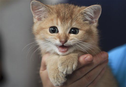Uber Will Bring You a Kitten. Right Now