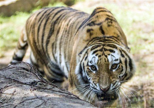 Woman's Ill-Advised Halloween Stunt: Petting a Tiger
