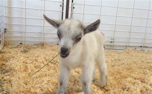 Baby Goat Stolen From Petting Zoo