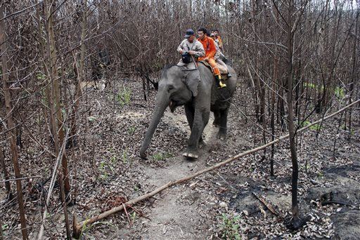 Elephants Trained to Fight Forest Fires