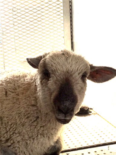Lamb That Survived Deadly Crash Will Be Adopted