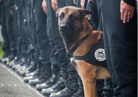 Police Dog Killed in Raid Outside Paris