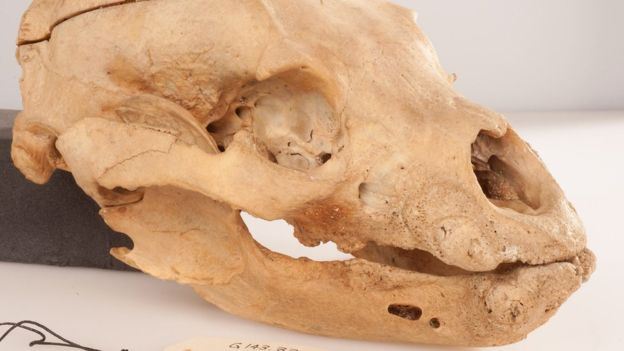 Skull of 'Real' Winnie-the-Pooh Resurfaces