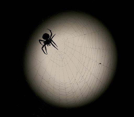Cops Called to Stop Domestic Violence— Against Spider