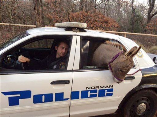 Bizarro Image: Donkey Gets a Police Ride