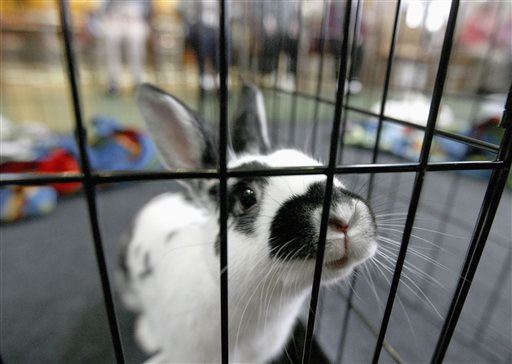 US Cases of Dangerous 'Rabbit Fever' Are Spiking