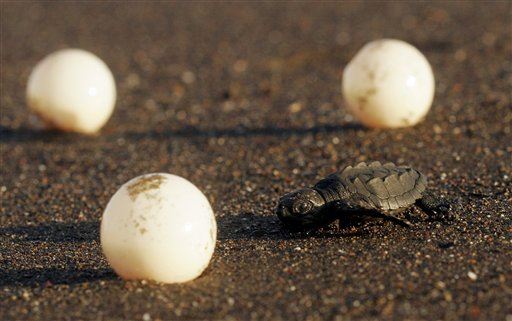 Couple Charged With Smuggling Hundreds of Sea Turtle Eggs