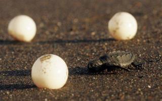 Couple Charged With Smuggling Hundreds of Sea Turtle Eggs