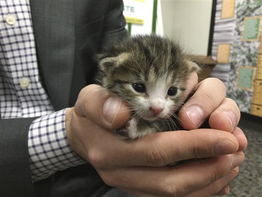 Tiny Kitten Rescued From Recycling Plant Conveyer Belt
