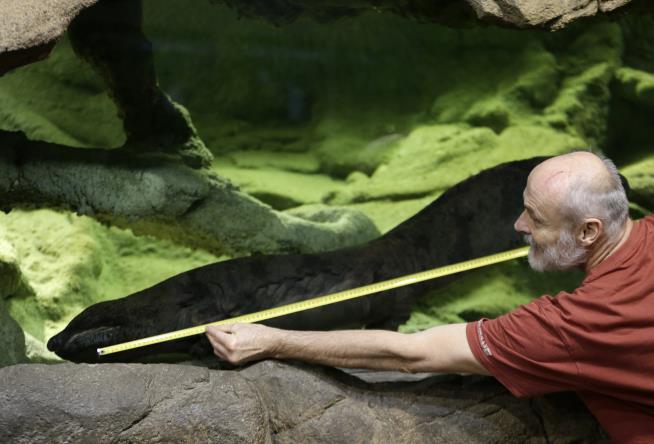 Zoo Says It's Got Earth's Longest Salamander