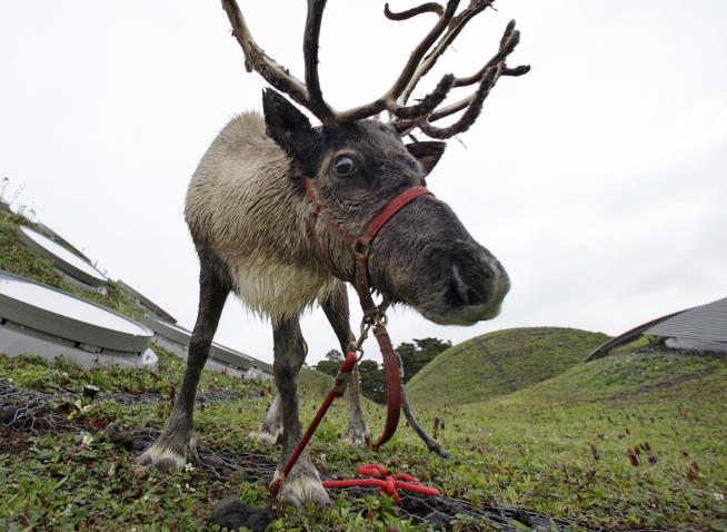 Science Explains Importance of Rudolph's Red Nose