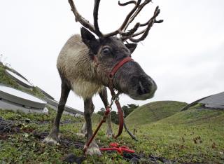 'Noni Was Run Over By a Reindeer'
