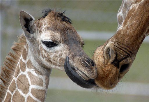 Baby Giraffe Dies in 'Horrific' Accident at Miami Zoo