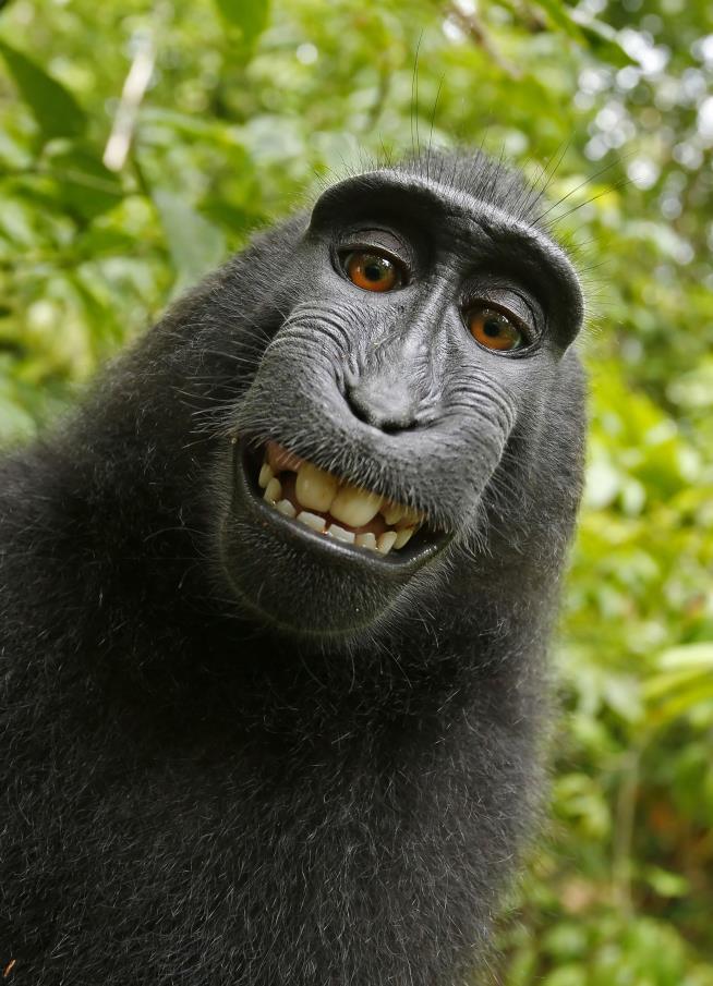 Judge: Monkey Can't Own Copyright to Its Selfies