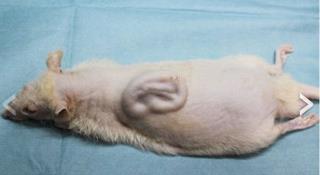 Researchers Grow Human Ear on a Rat