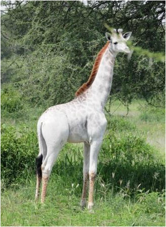 Rare White Giraffe 'Alive and Well' in Tanzania Park
