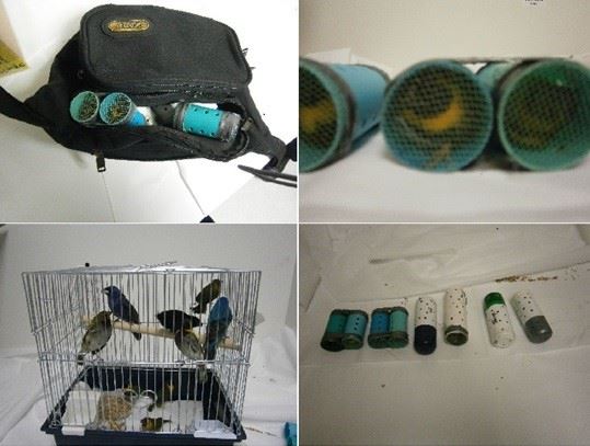 Man Allegedly Smuggled Live Birds in His Pants