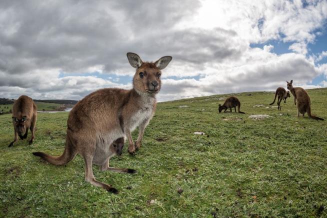 Teen Allegedly Plotted Attack on Cops With Kangaroo Bomb