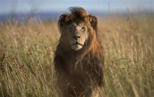 Researchers Stumble on 'Hidden' Lion Population