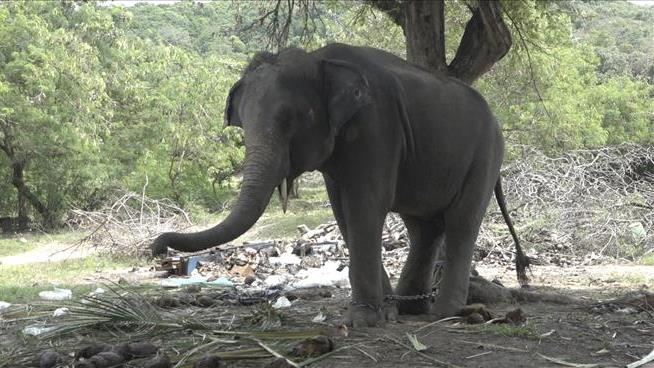 'Rambo' the Elephant Gores Tourist to Death on Thai Trek