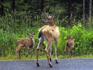 Deer Carcasses a Big Problem for Alaska Airport