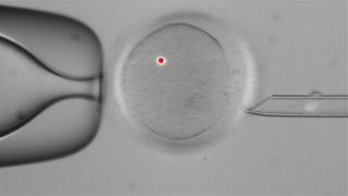 US Panel: OK to Make 3-Parent Embryos —Male Ones